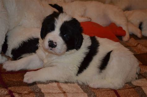 landseer cuccioli|Cuccioli di Landseer con Pedigree in Italia.